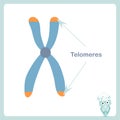 Chromosome telomeres banner. Stock vector illustration for healthcare, for education